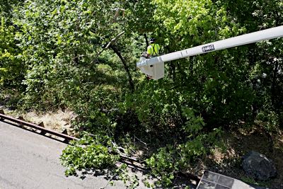 A man working on a tree along SR89A in Oak Creek Canyon Road.